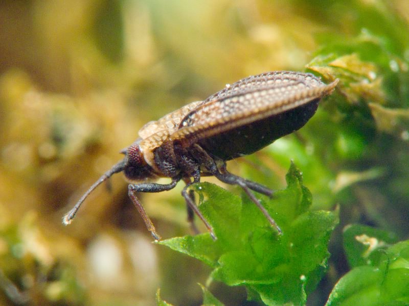 Acalypta marginata (Wolff, 1804)